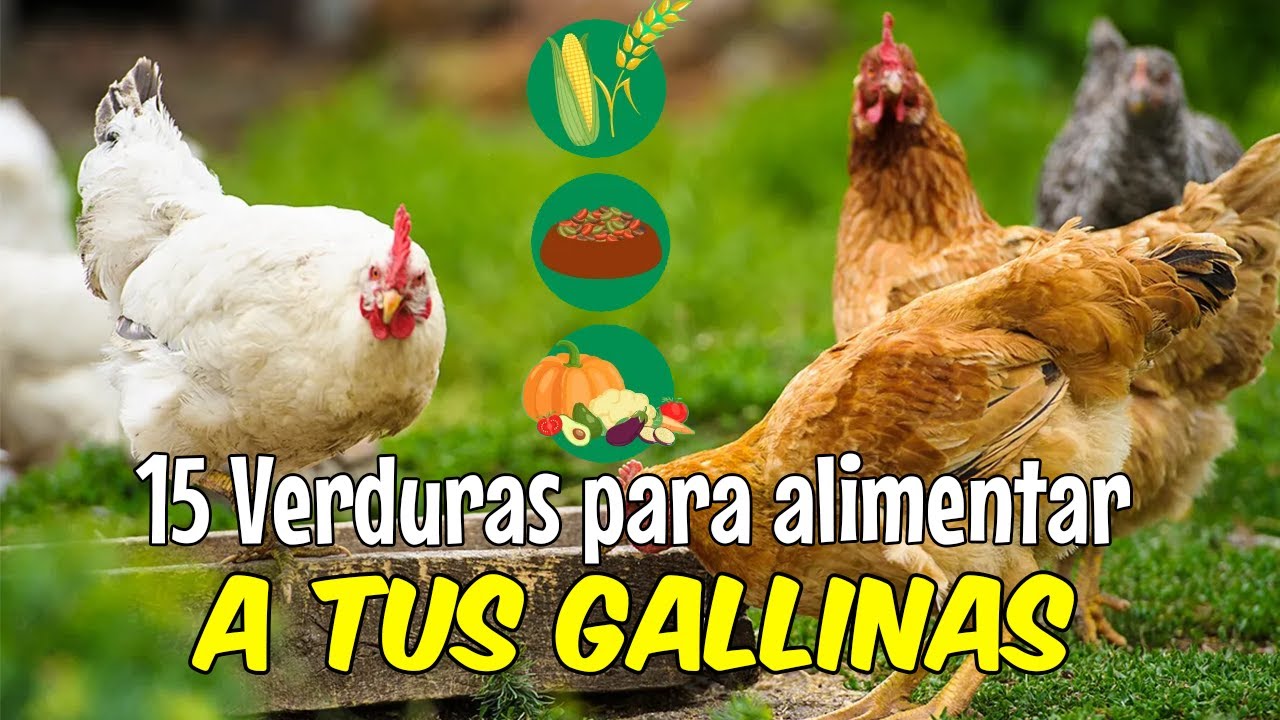 15 VERDURAS que puedes darles a tus GALLINAS 🐔