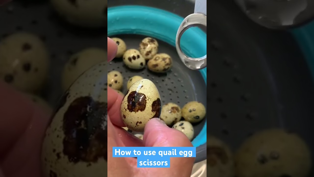 How to crack quail eggs with scissors
