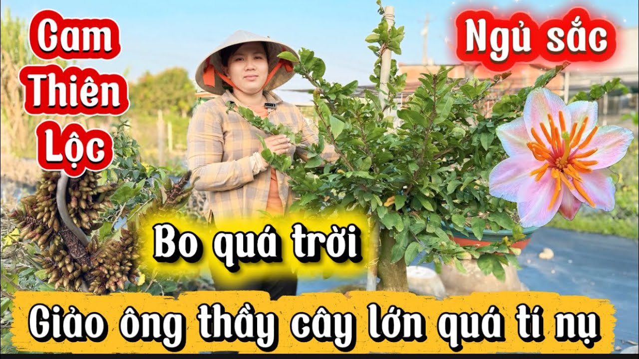 23-2-2026☎️0979370704📲mai giống giá rẻ ngủ sắc- giảo ông thầy-cam thiên Lộc mã số cuối líp 