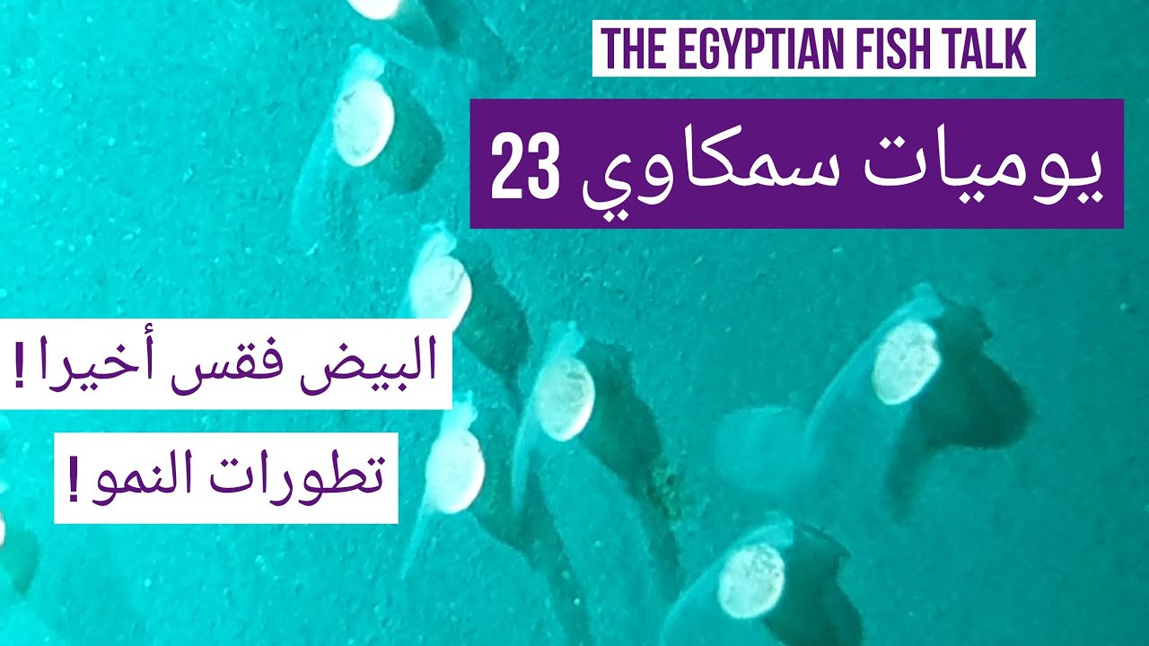 يوميات سمكاوي 23 - البيض فقس أخيراً ! تطورات النمو !
