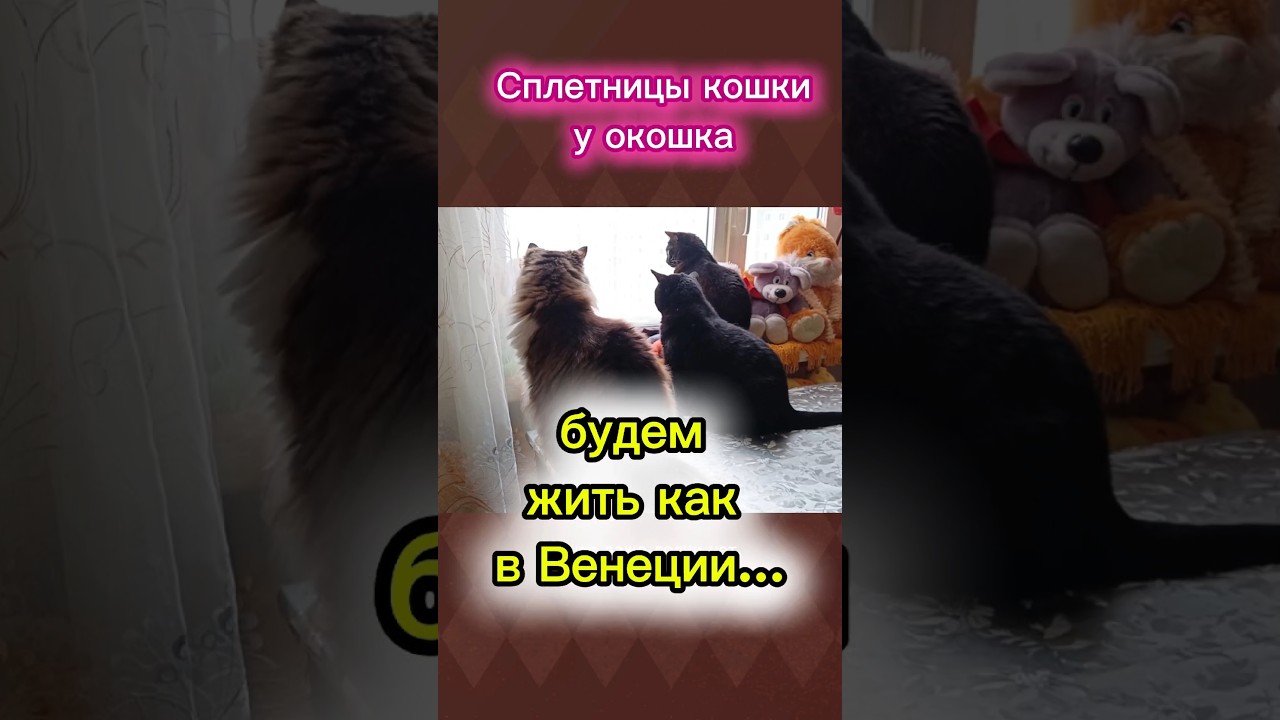 Сплетницы кошки у окошка 🤣@andrey_iva