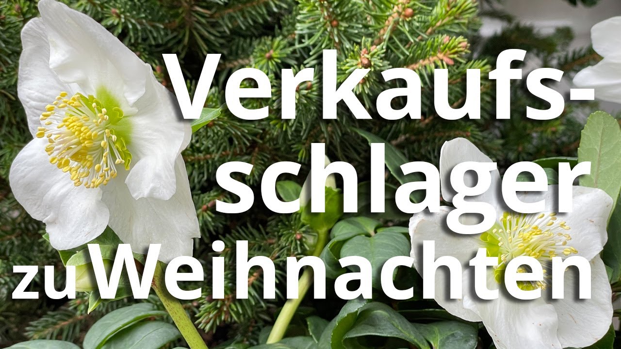 Schneerosen und Weihnachtssterne - die Verkaufsschlager zu Weihnachten