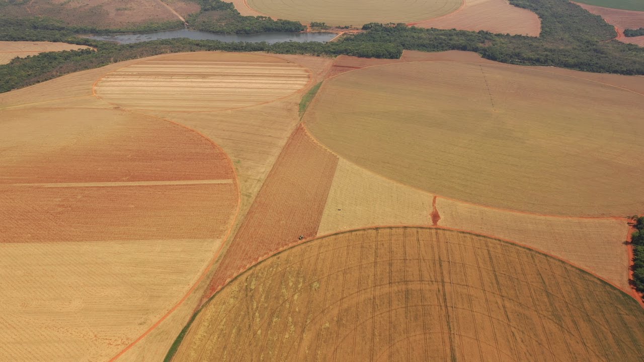 Trigo tropical: lavouras do cerrado são aposta da agricultura nacional