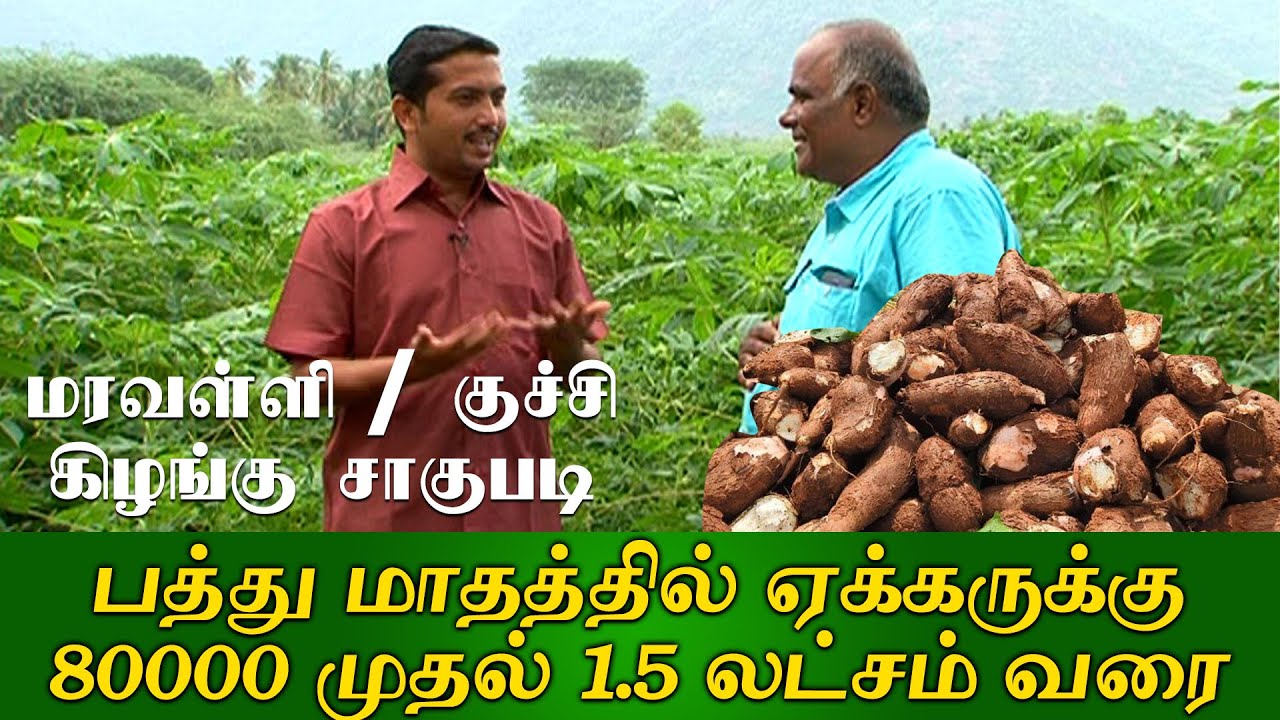 10 மாதத்தில் ஏக்கருக்கு 80000 லாபம் தரும் மரவள்ளி/குச்சி  கிழங்கு சாகுபடி |Maravallikilangu Sagupadi