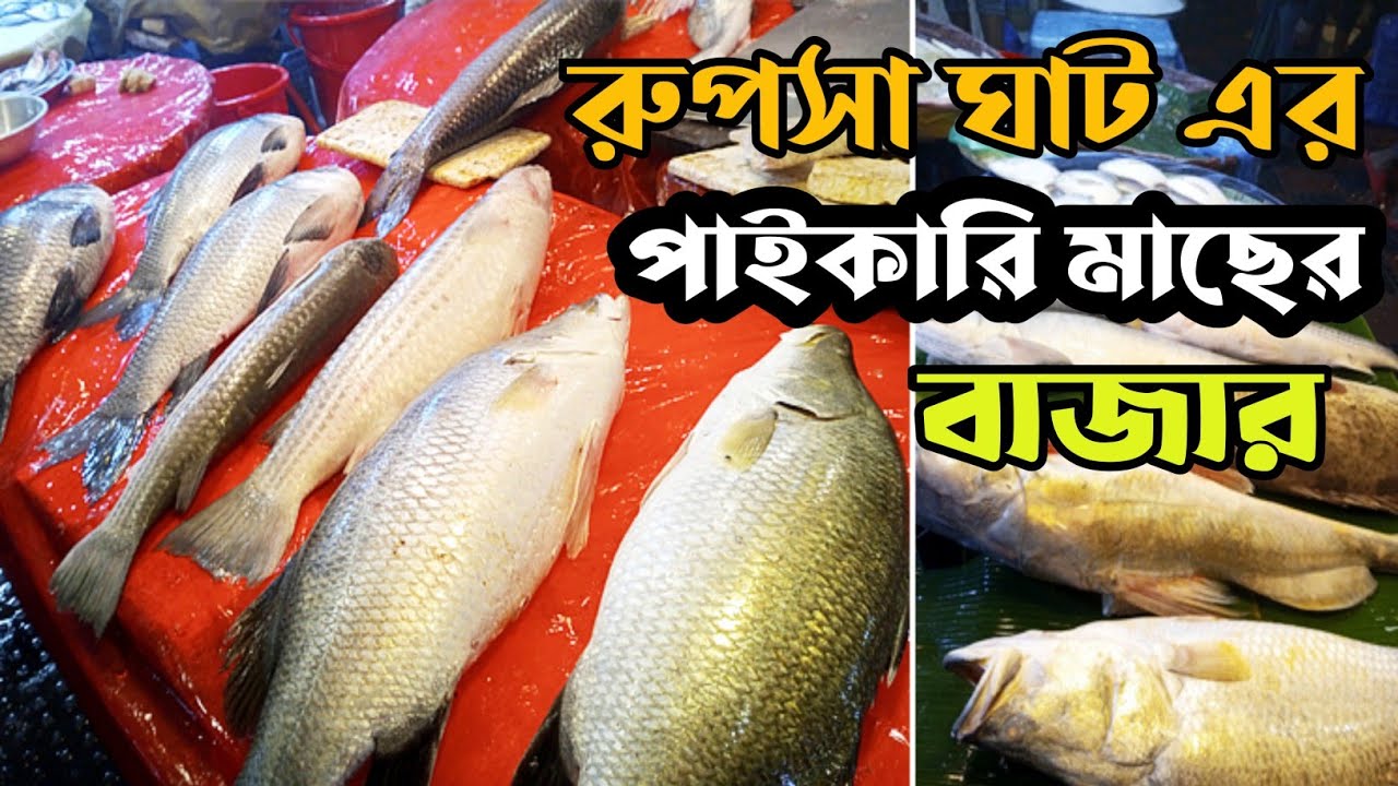 খুলনার সবচেয়ে বড় রুপসা ঘাট পাইকারি মাছের বাজার || Rupsha Wholesale Fish Market