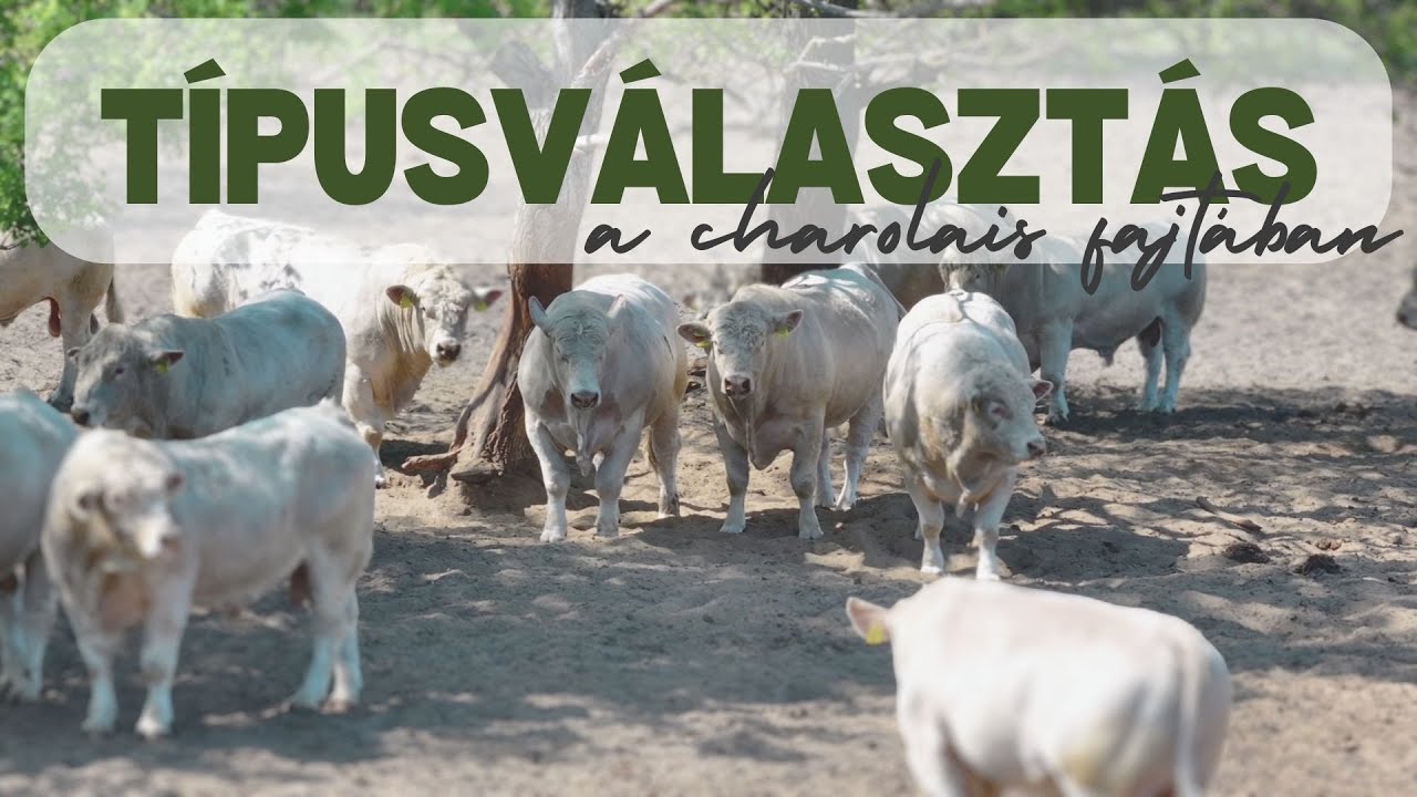 Típusválasztás a charolais fajtán belül