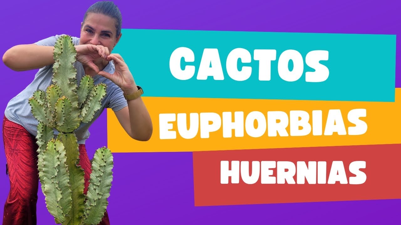 Minha coleção de cactos no chão e o muro de Huernias/Grazi Bittencourt
