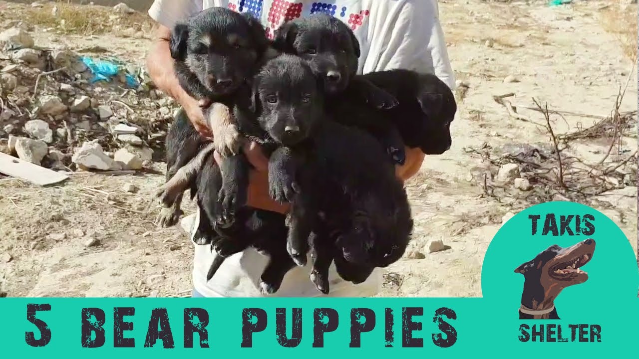 They threw away these little bear puppies near the sewer - Takis Shelter