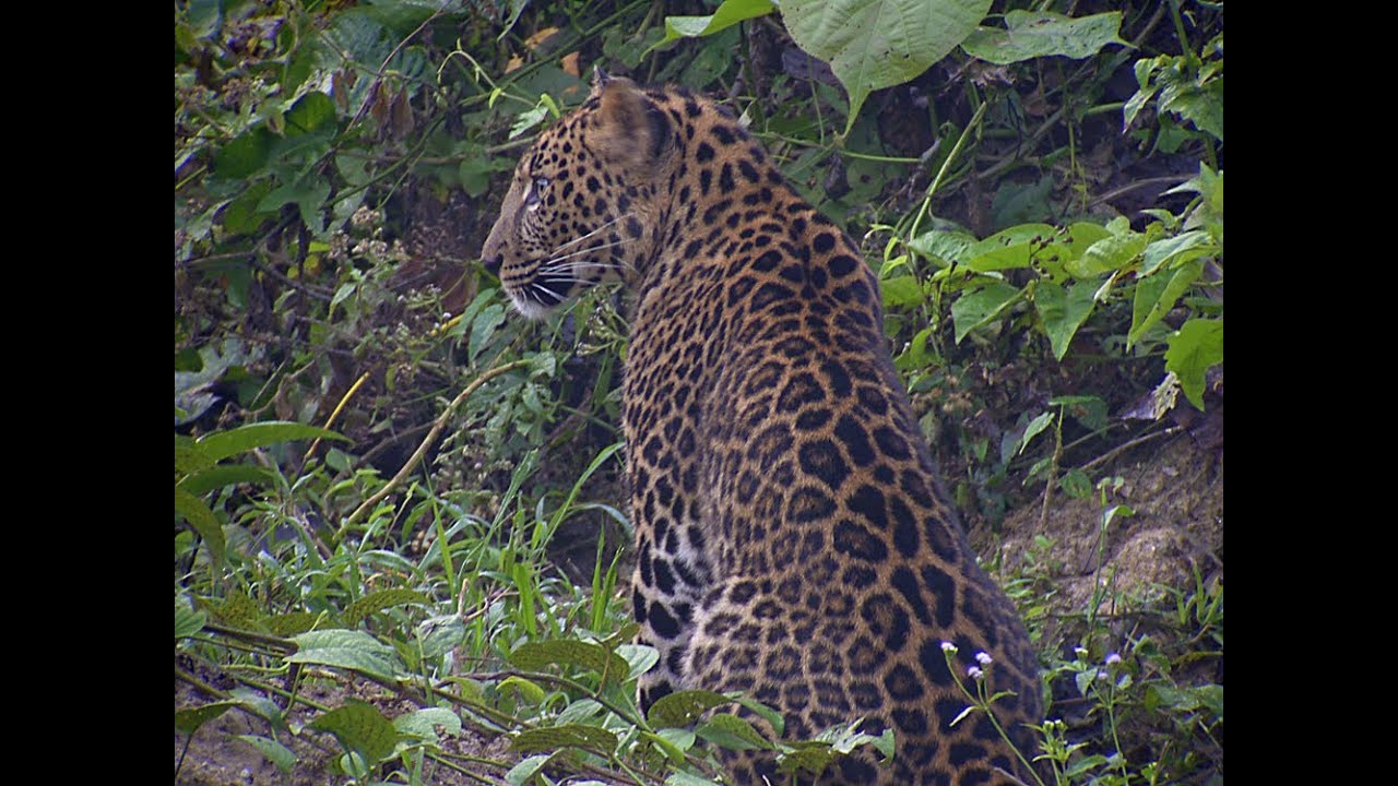 Indochinese Leopard (Panthera pardus delacouri) Kaeng Krachan NP, Thailand.