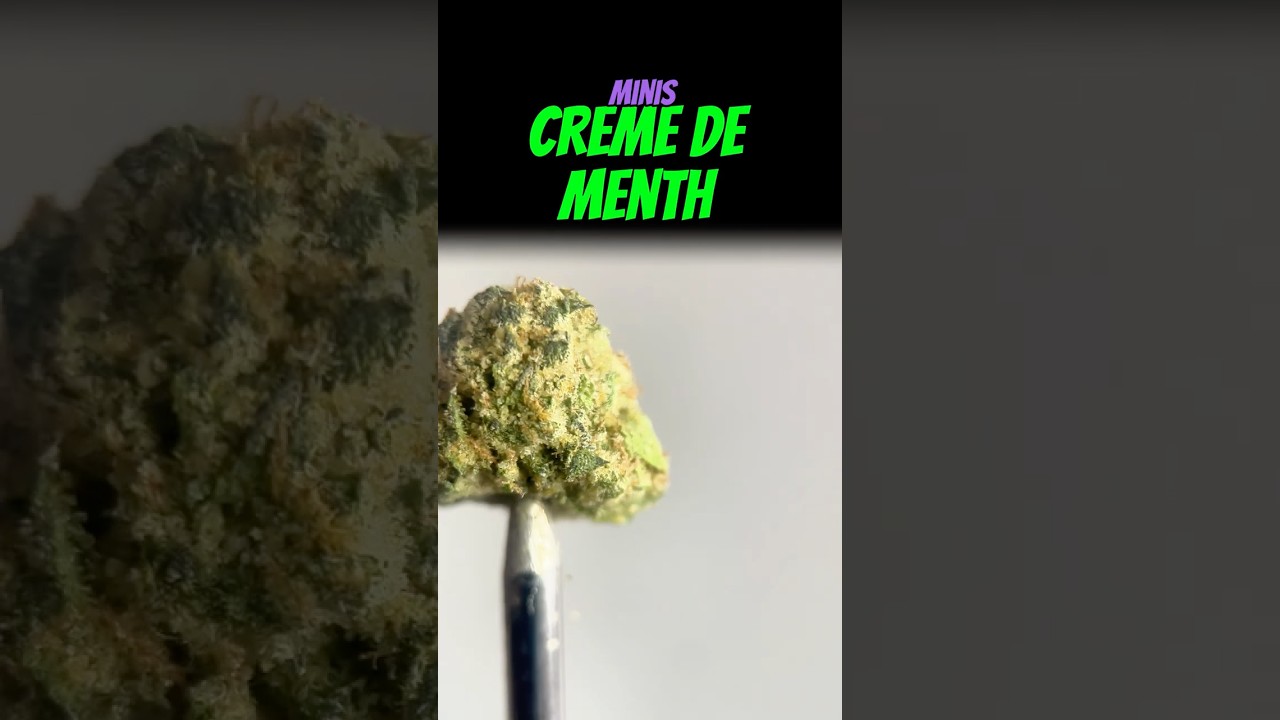 Cr&egrave;me de Menthe (Alien Labs) Review &mdash; Hybrid &frac12; oz Minis | Trulieve