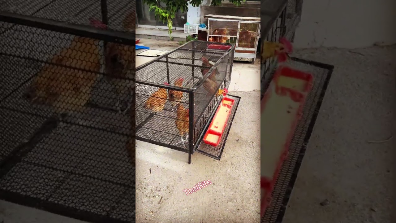 Innovative Chicken Coop Design for Urban & Rural Poultry Farmers #diytools