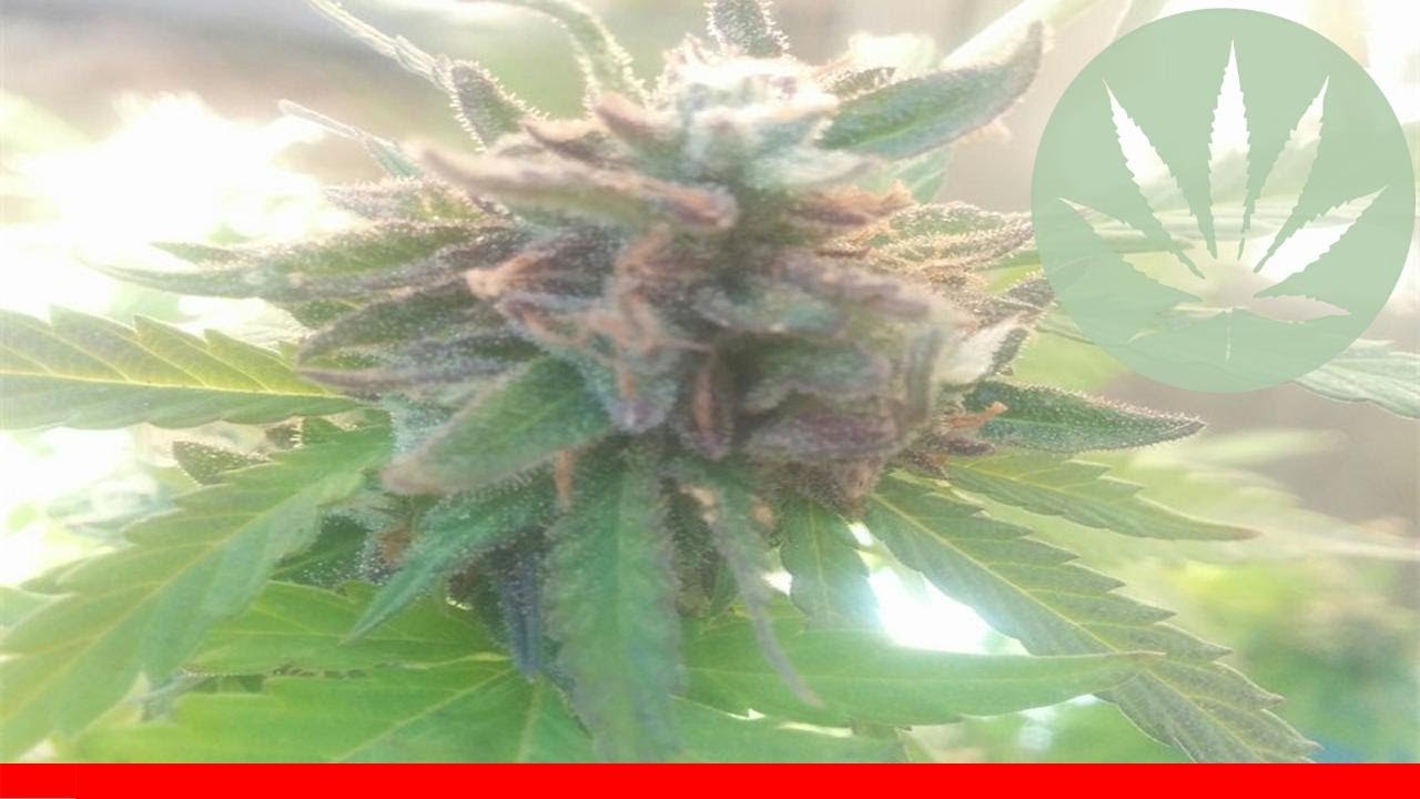 Cherry Skunk - All About This Strain