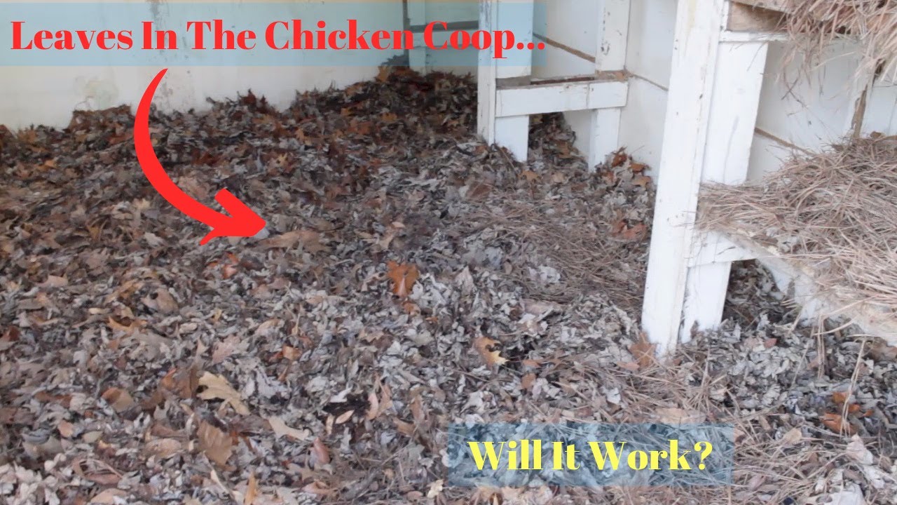 Using Dried Leaves As Chicken Coop Bedding?