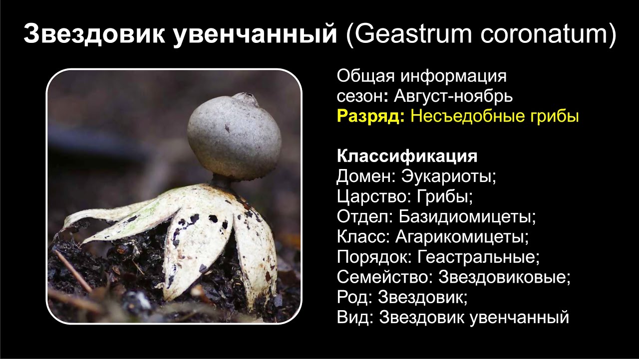 Звездовик увенчанный (Geastrum coronatum)