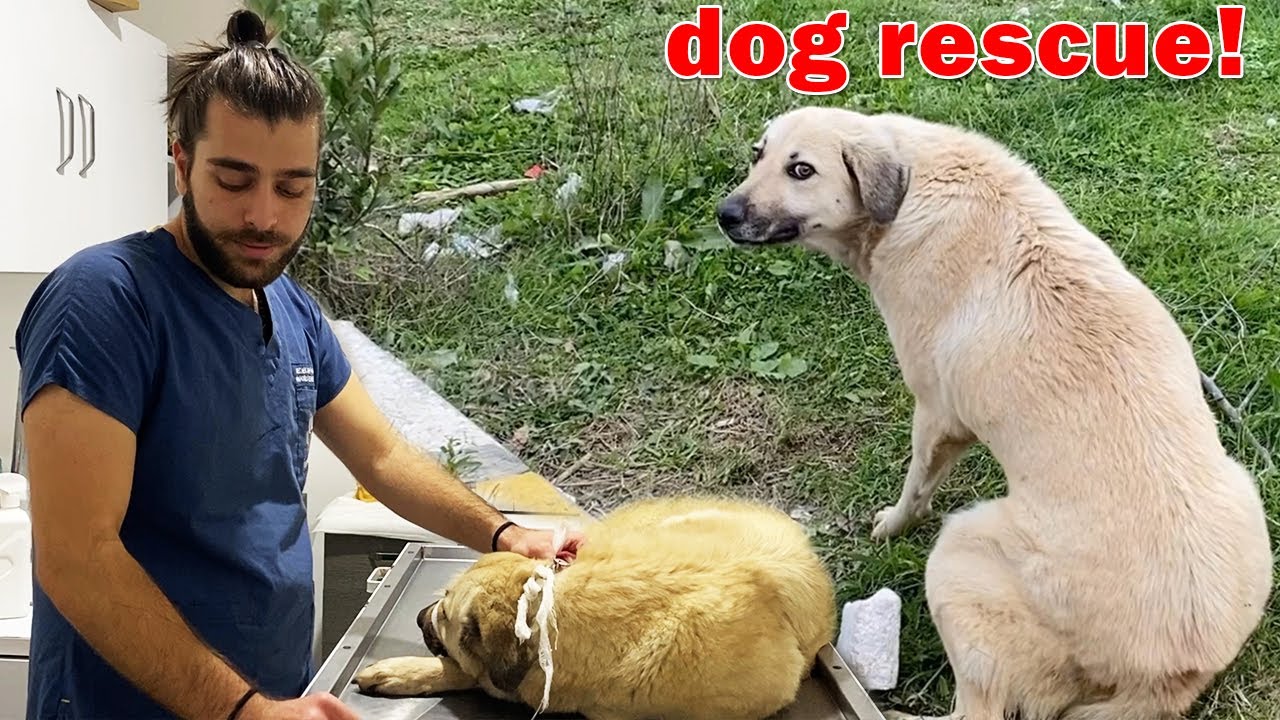Искалеченная в автокатастрофе собака спасена! #TheVet
