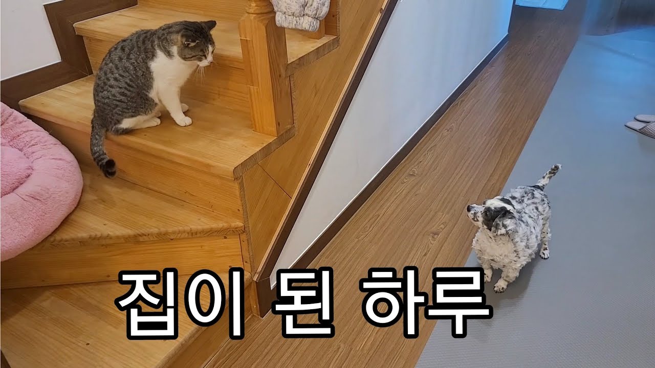 길에서 살던 코코, 집에서의 하루가 시작됐어요