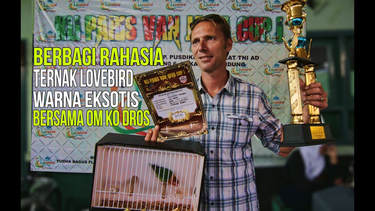 KISAH SUKSES : Mr. Ko Dros Peternak Lovebird Eksotik ( Exotic Lovebird Farm)