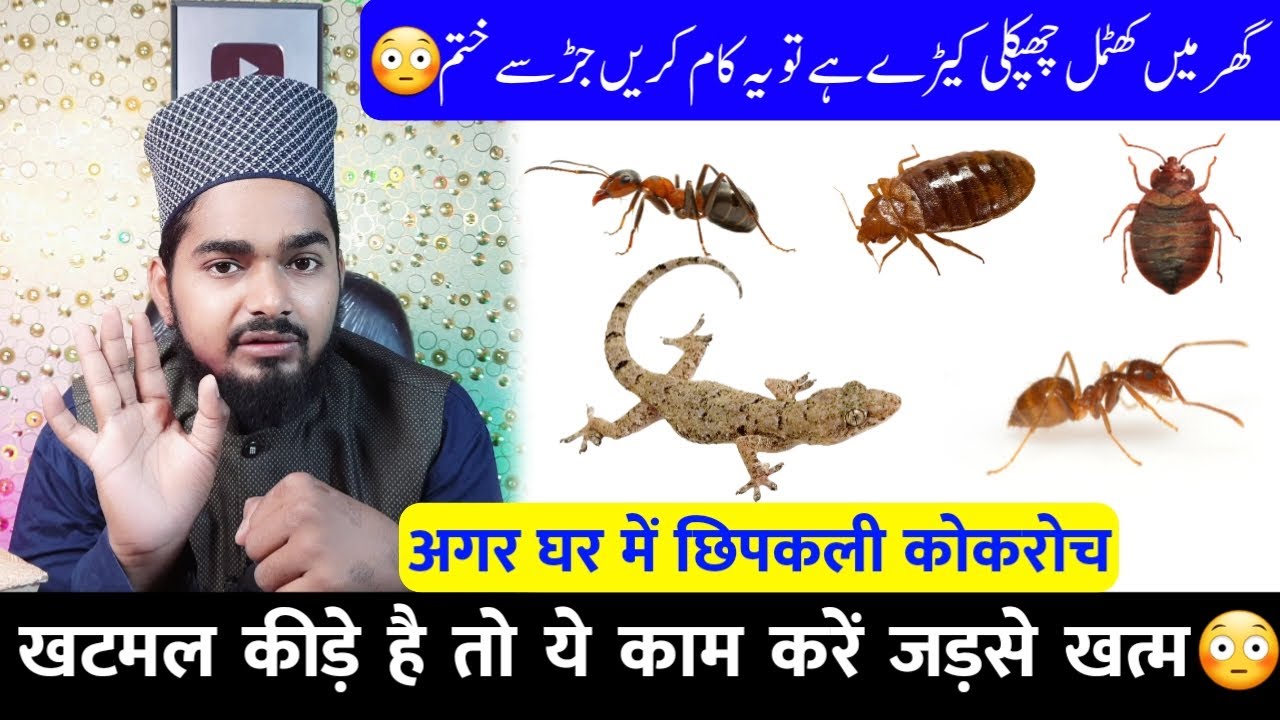 Agar Ghar Me Khatmal Cockroach Chhipkali Hai To Ye Kare JadSe Khatam | Maulana Afzal Qadri Sahab
