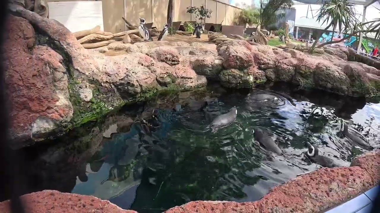 06.03.2026: SeaWorld San Diego - Встреча с пингвинами