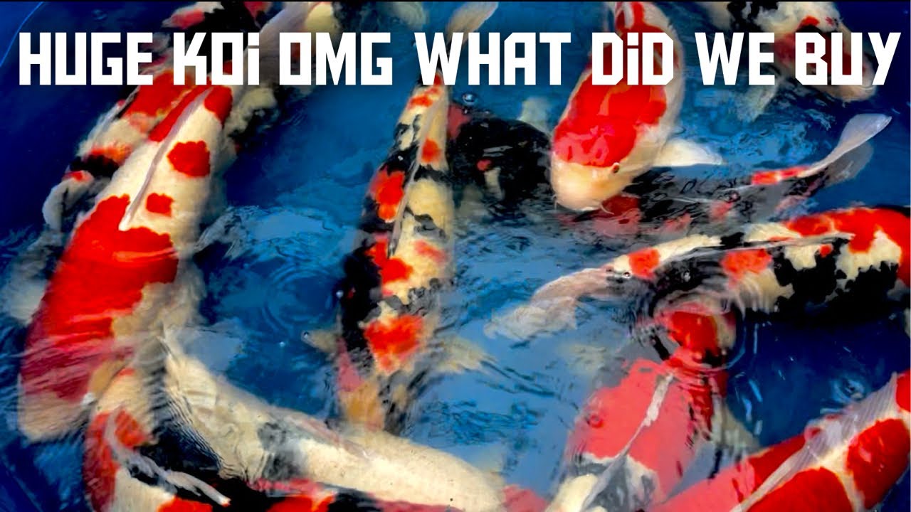 THE BIGGEST KOI I HAVE EVER SEEN IN JAPAN!!! WHAT A CRAZY DAY #DAY3