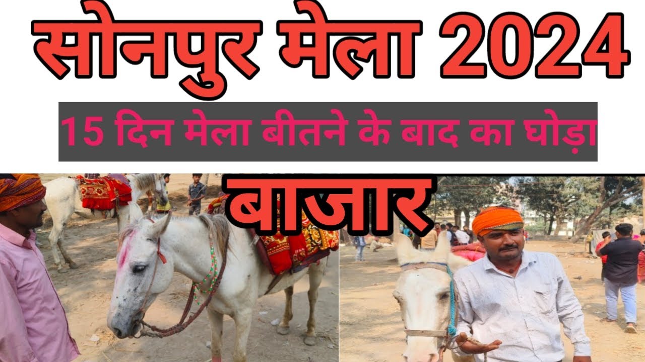 सोनपुर मेला 15 दिन बीतने के बाद का घोड़ा बाजार।सोनपुर मेला 2024। #sonpurmelaupdate #sonpurmela