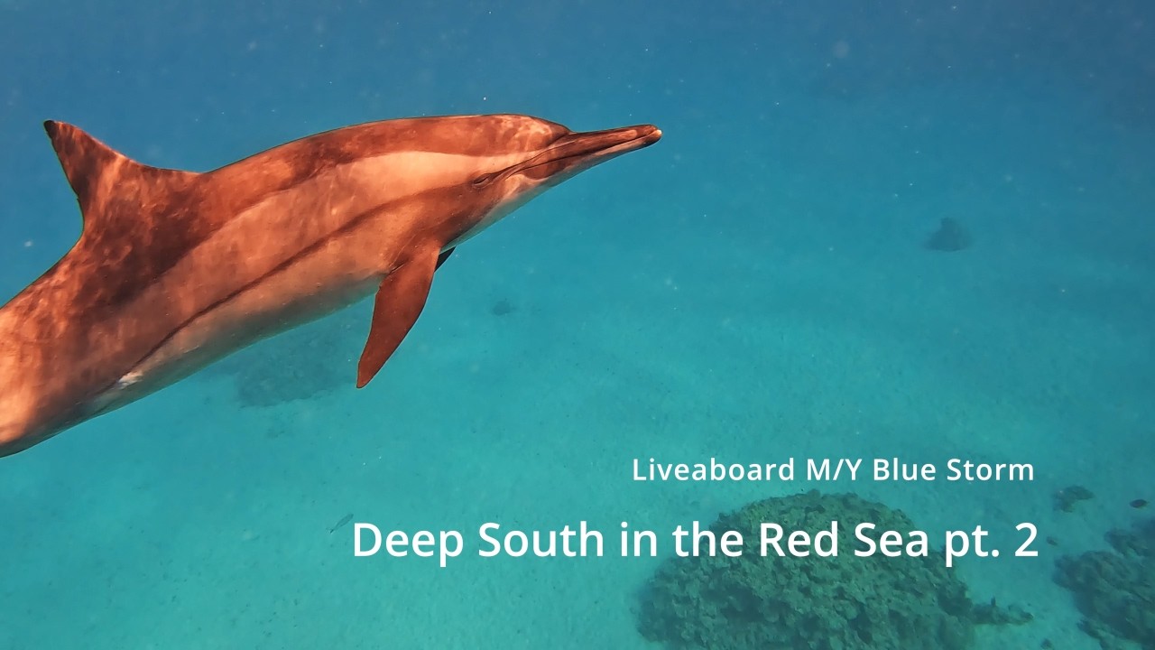 Liveaboard in the Red Sea: Diving Egypt's Deep South Part 2