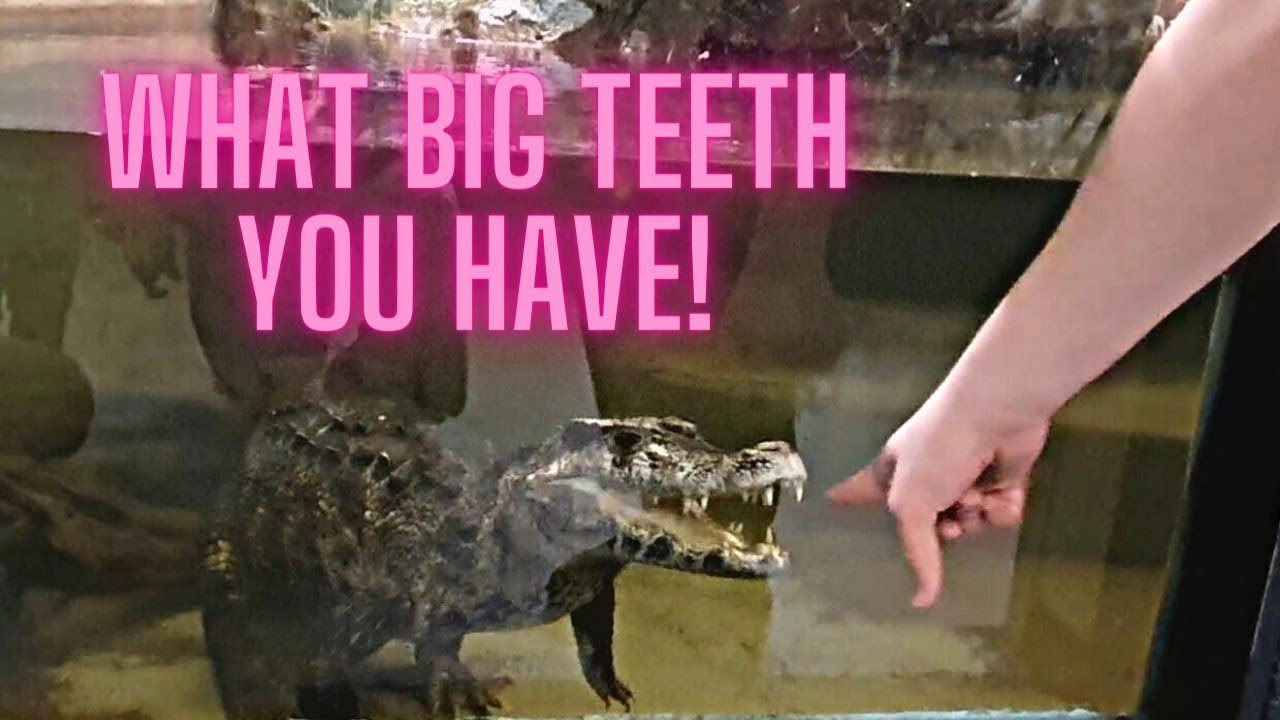Crocodiles Of The World! First day nannying in 19 years! UK VLOG