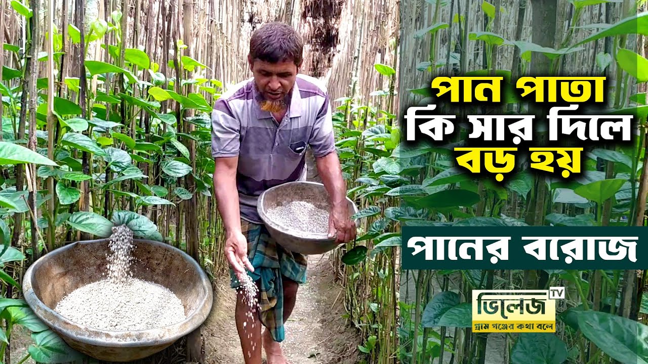 পান পাতা কোন সার দিলে বড় হয় | কিভাবে সার প্রয়োগ করবেন | পানের বরজ