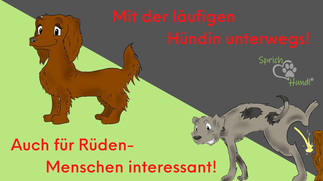 Mit der läufigen Hündin durch den Alltag - Tipps und Tricks für alle Beteiligten