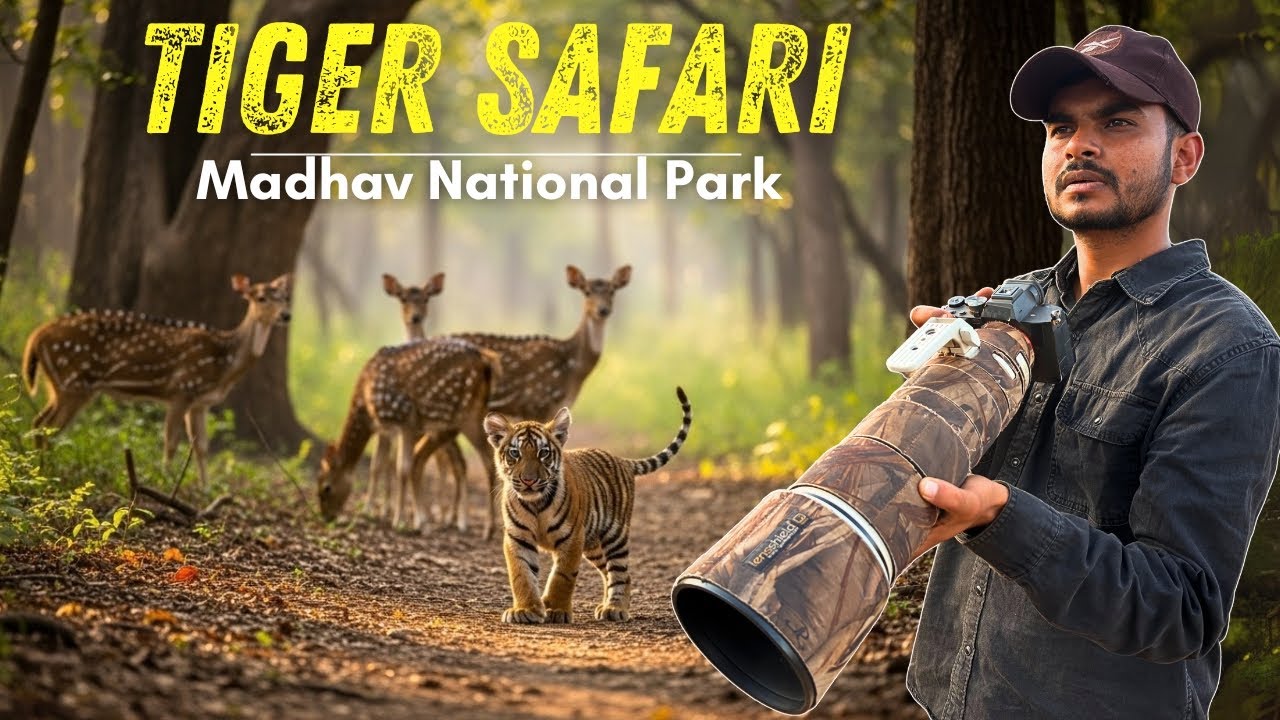 Tiger Safari in Madhav National Park Shivpuri | Madhav Tiger Reserve Safari Details