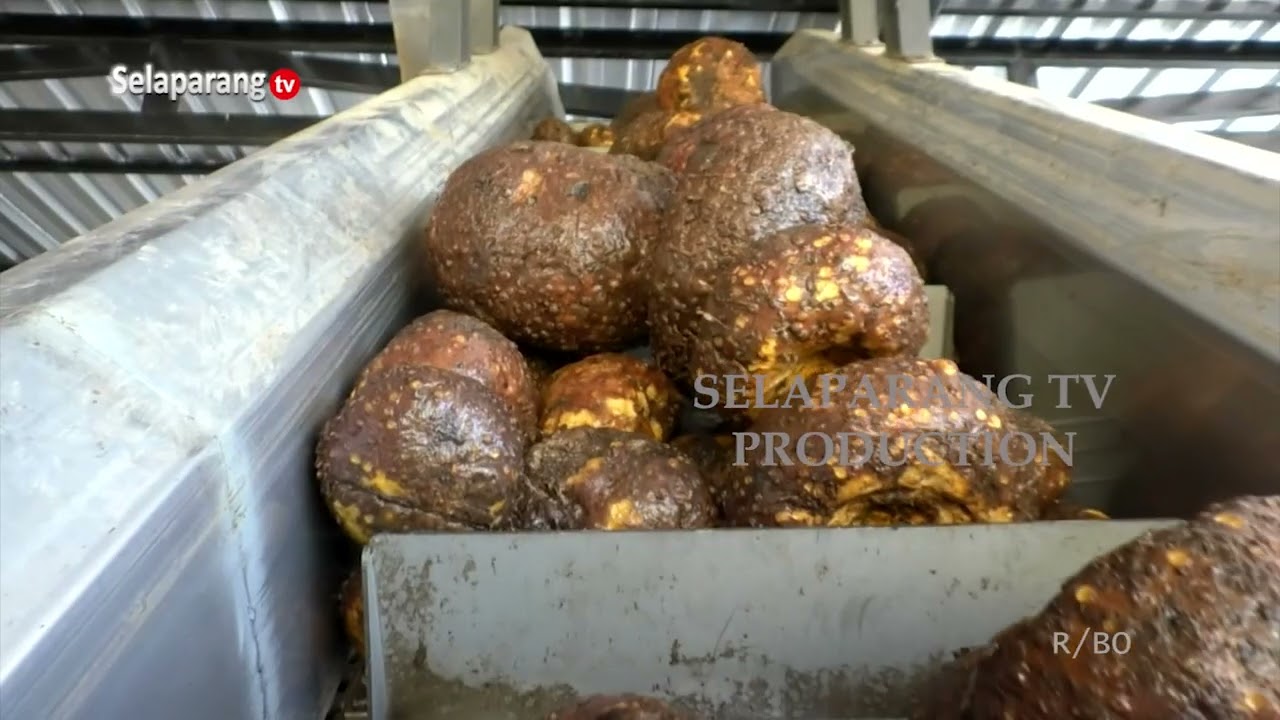 SENTRA PORANG PRINGGABAYA DITARGETKAN BEROPERASI MAKSIMAL