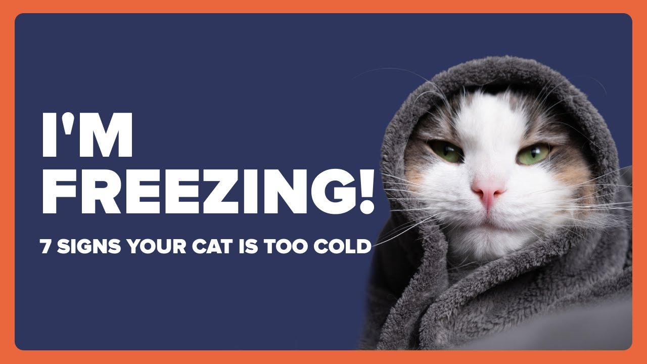 7 Signs Your Cat Is Too Cold