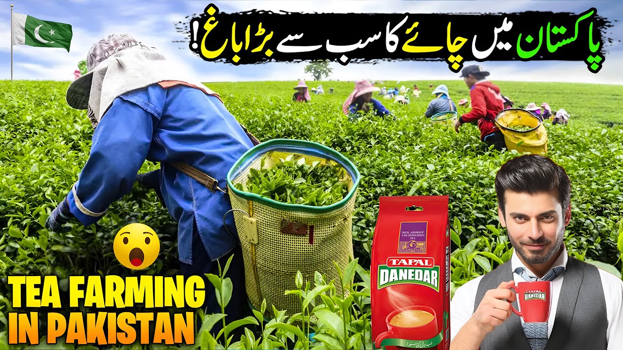 Amazing Tea Farming In Pakistan | Most Unique & Profitable Business | Discover Pakistan