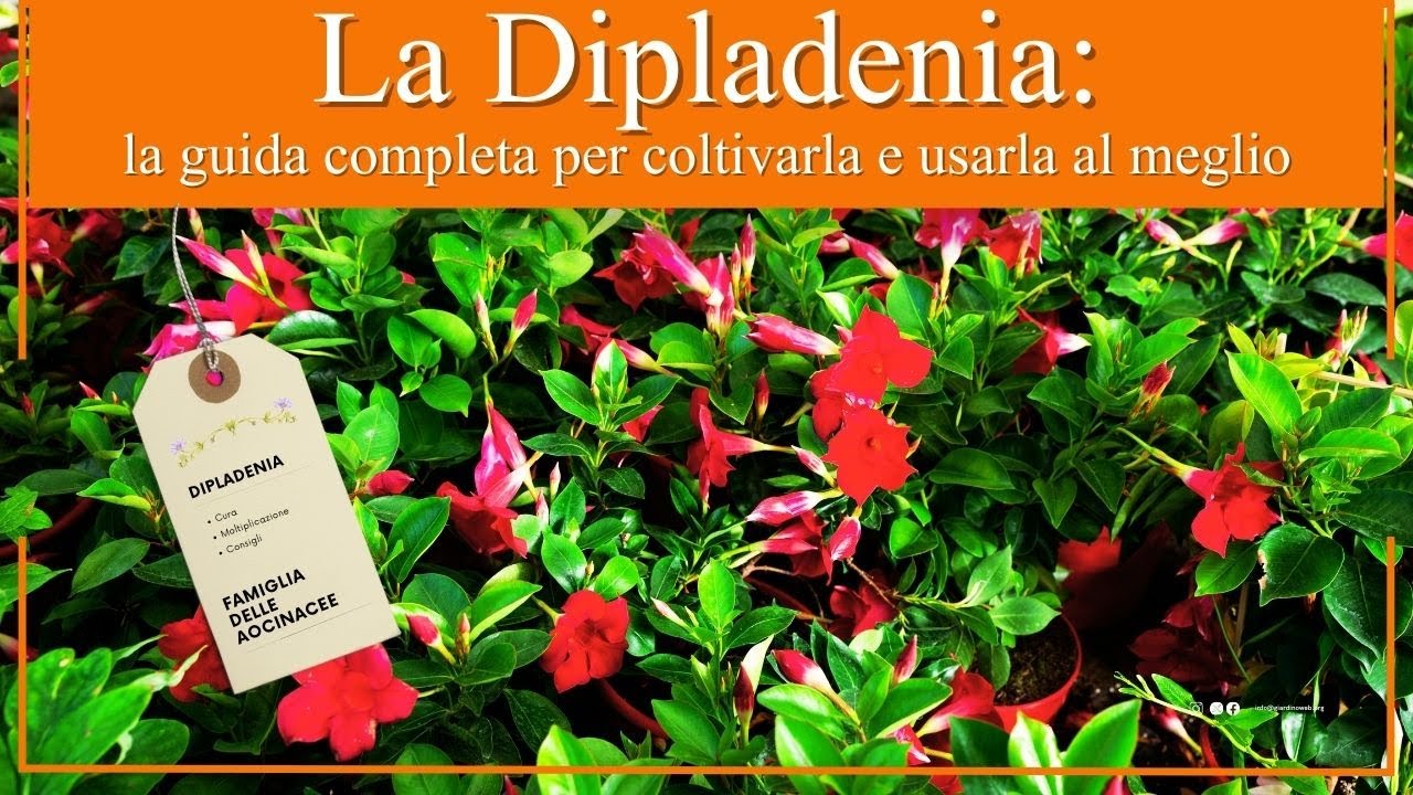 La Dipladenia. La guida completa per coltivarla e usarla al meglio.