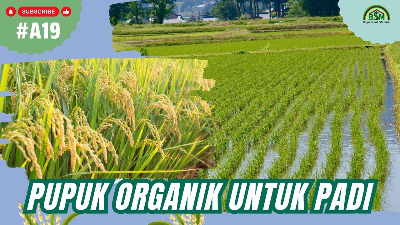 PUPUK ORGANIK TERBAIK UNTUK PADI