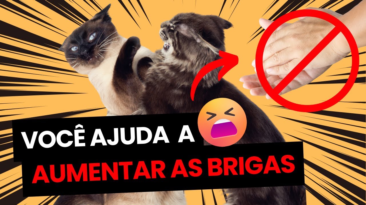 A PIOR FORMA de separar BRIGAS entre gatos