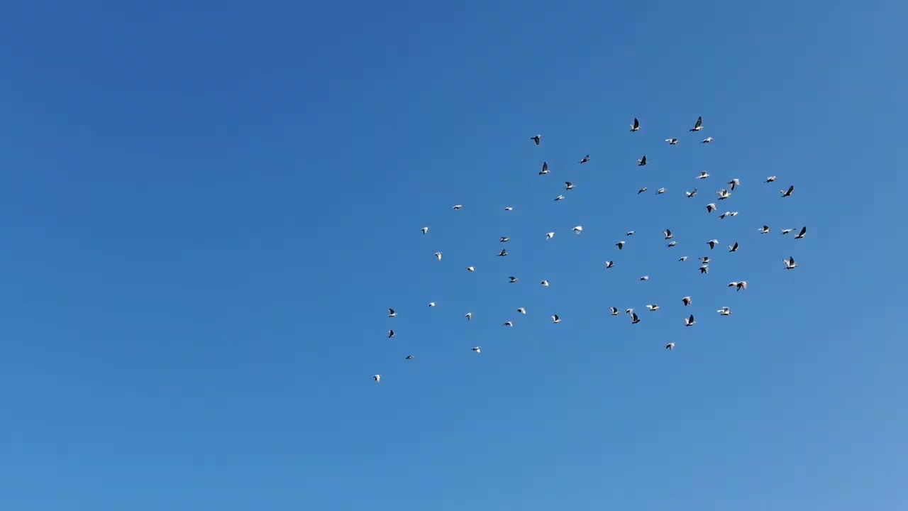 يوميات.  المزرعة.  السيد. عدنان ابو علي بابل المسيب ٢٠. =  ٧. =  ٢٠٢٣.  م.  ص.  الخميس.  رقم ٢