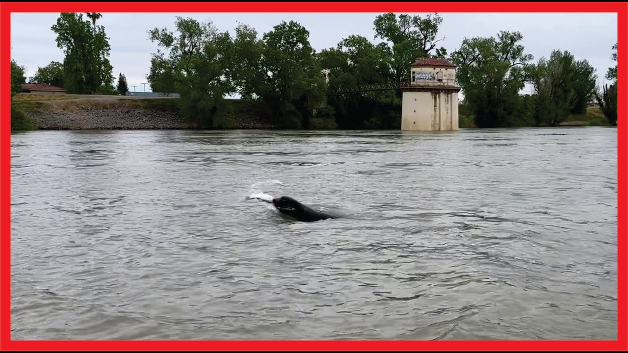 AMERICAN SHAD Fishing Report in the Sacramento River #Shad #Fishing #SacramentoRiver
