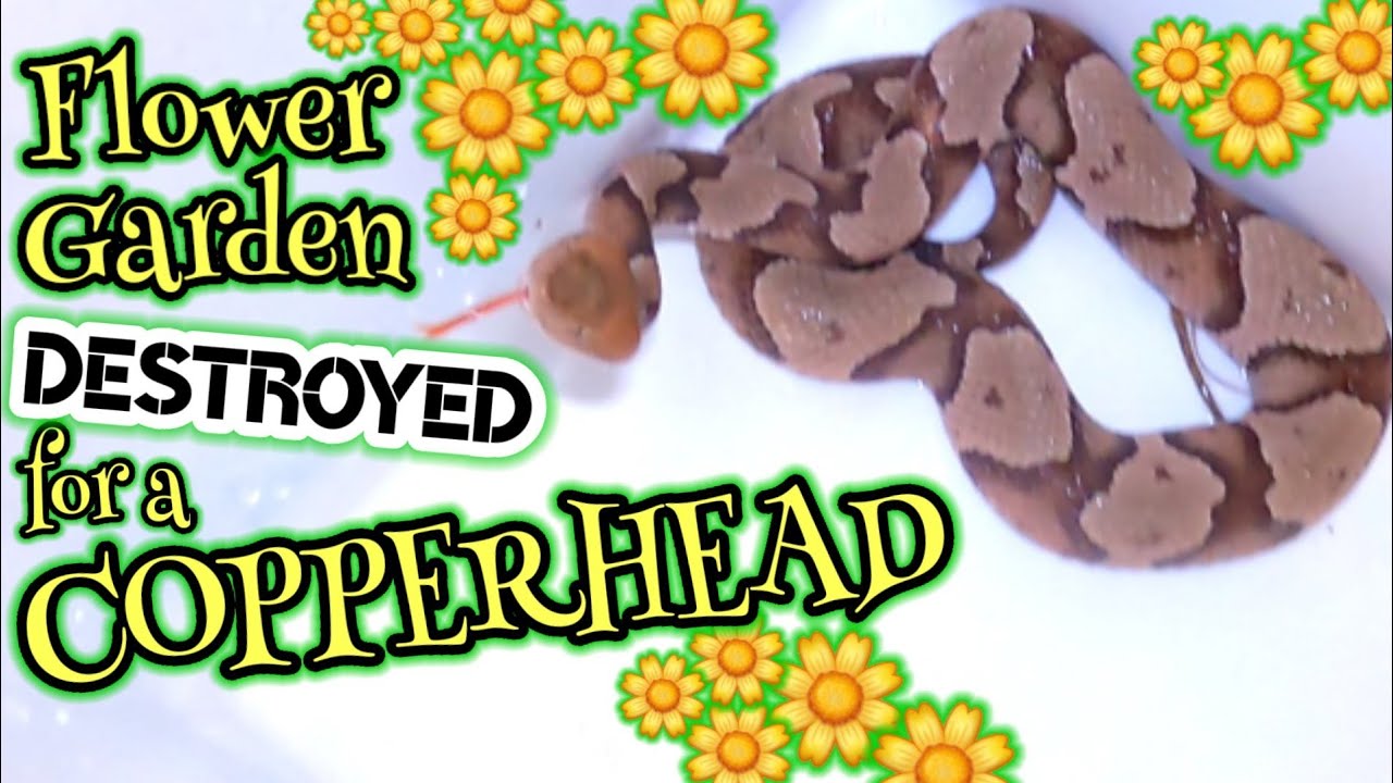 Copperhead Hunting!