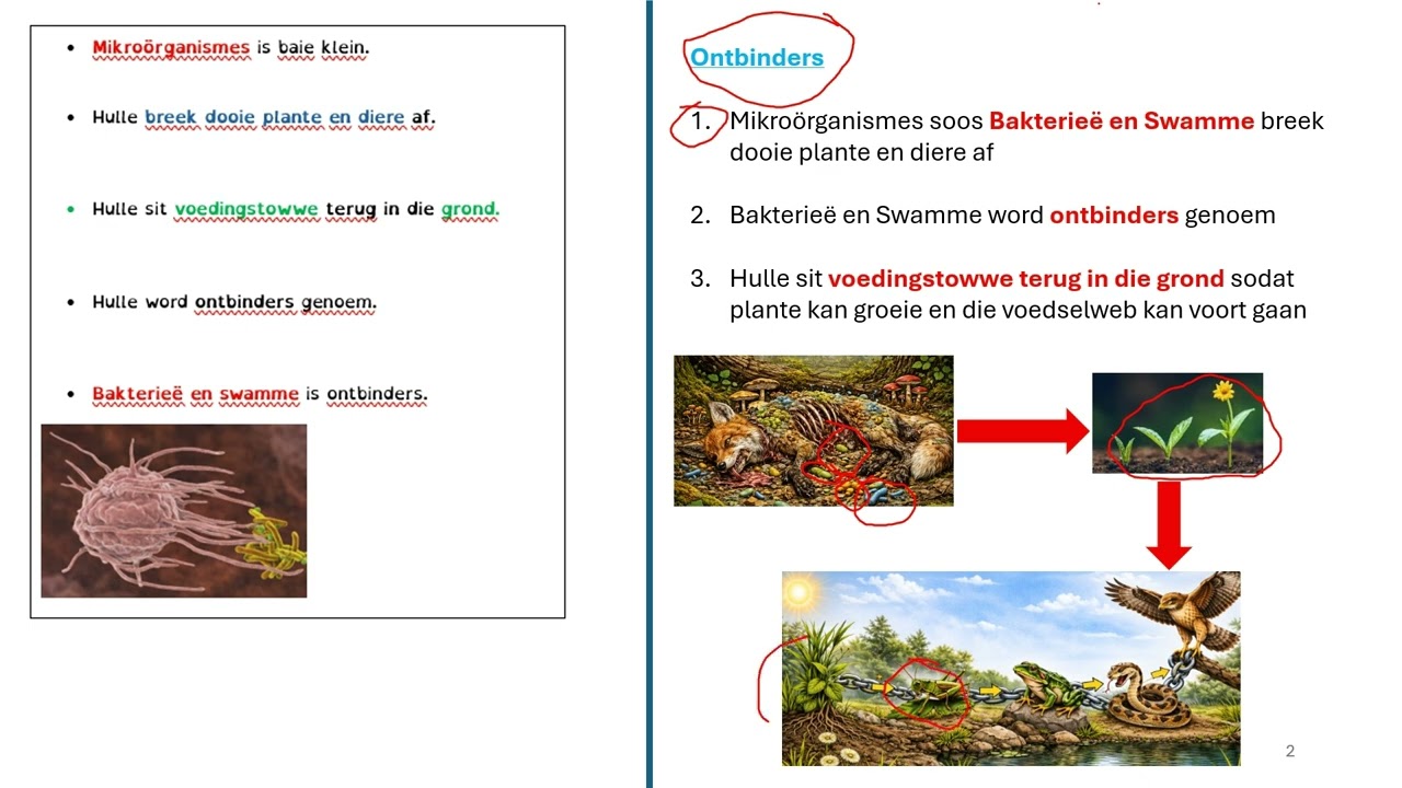 NWT O4E3 Voedselwebbe