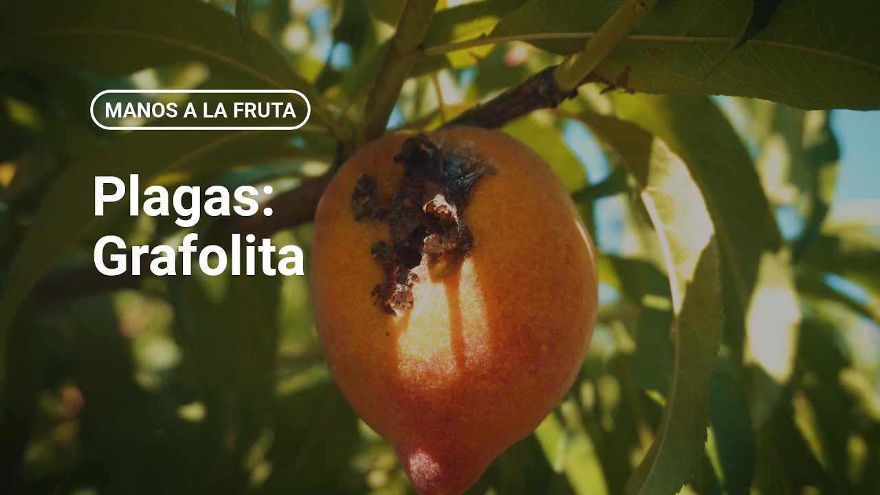 Plagas: Grafolita | INTA - Manos a la Fruta