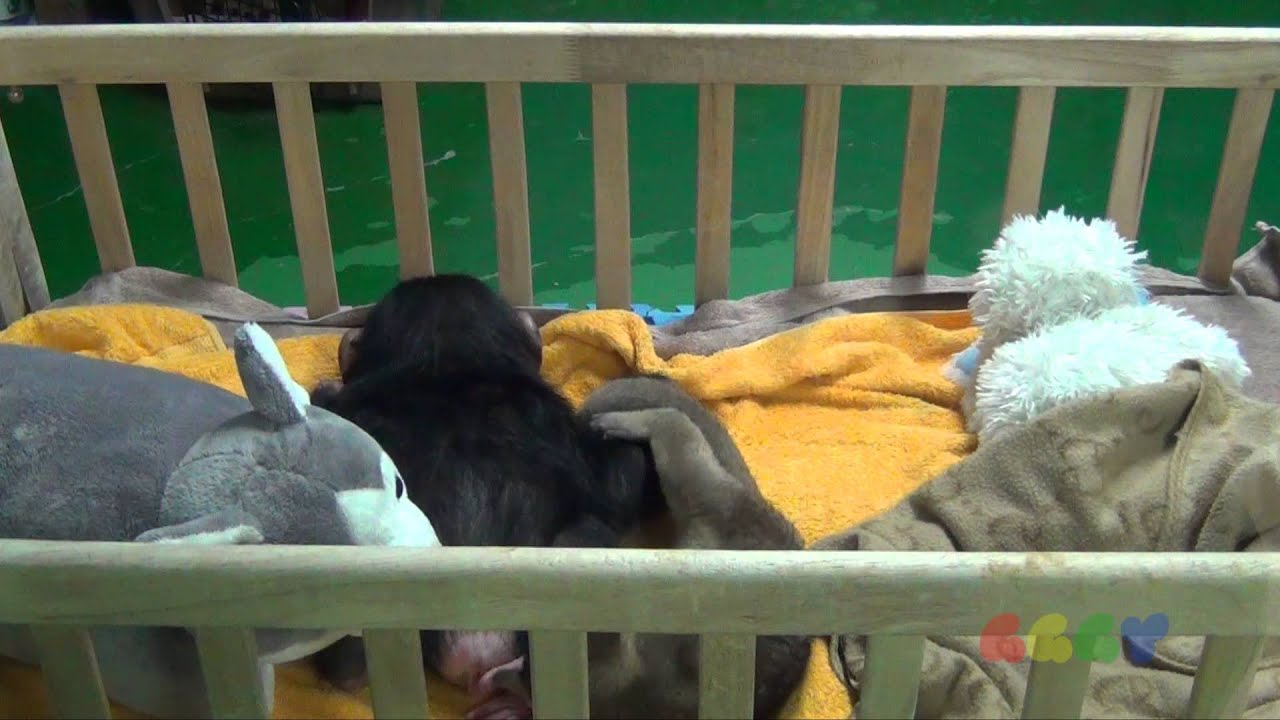 침팬지와 킹카쥬( Baby Chimp & Kinkajou)