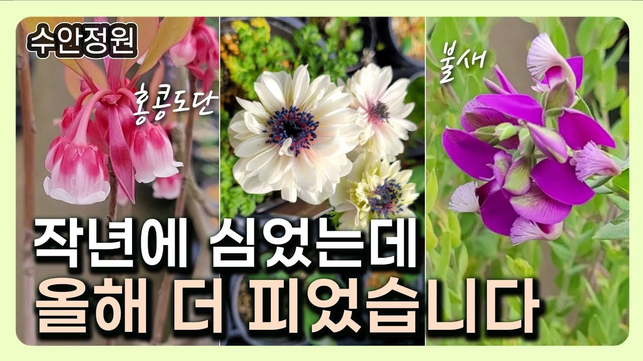 (0309)🌸작년에 심은 #야생화, 올해 더 풍성하게 피었습니다