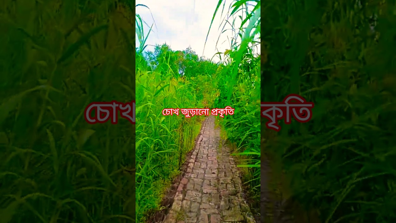 Nature #shorts #shortsfeed #malam17 #nature #naturelovers #naturephotography #natural