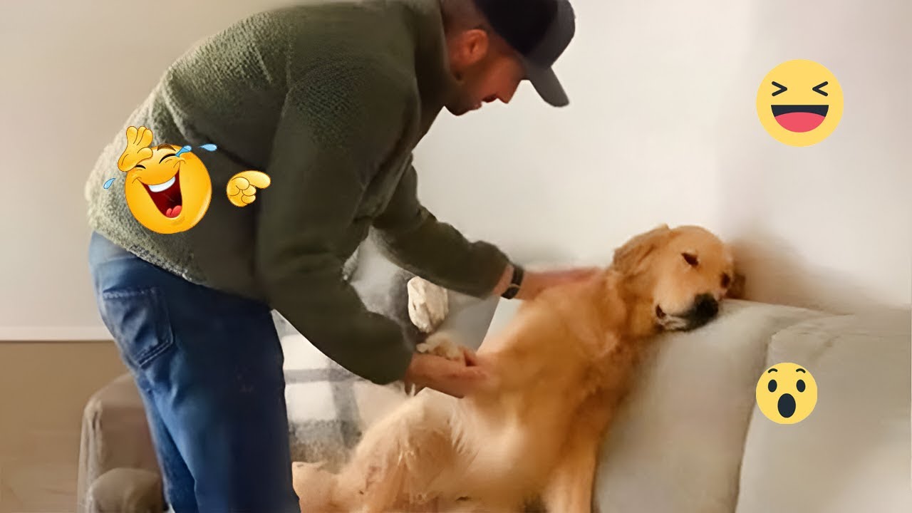 Funny Dog Moments 2025 😂 Hilarious Dogs That Will Make You Laugh #42