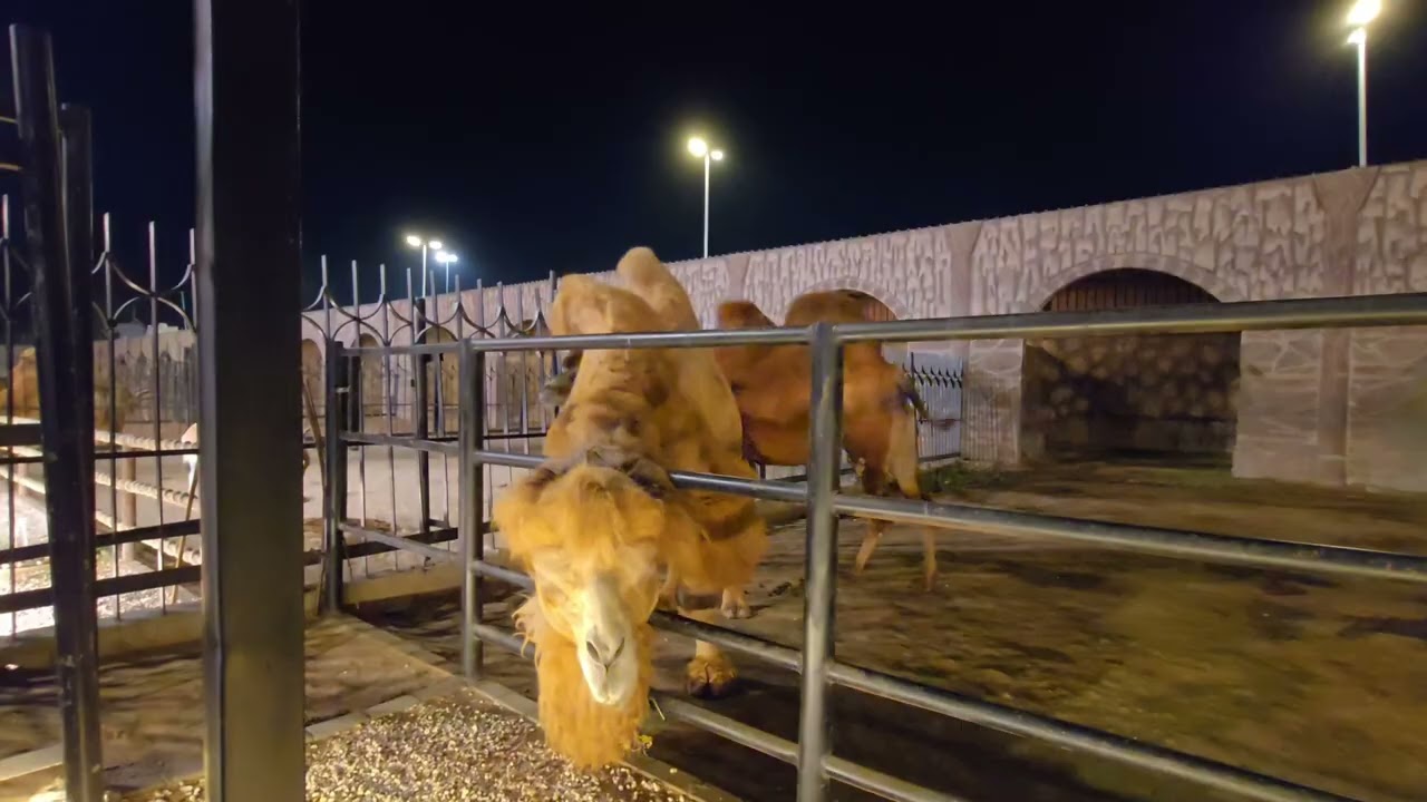 PART 3 | Taif Zoo experience | Taif, KSA