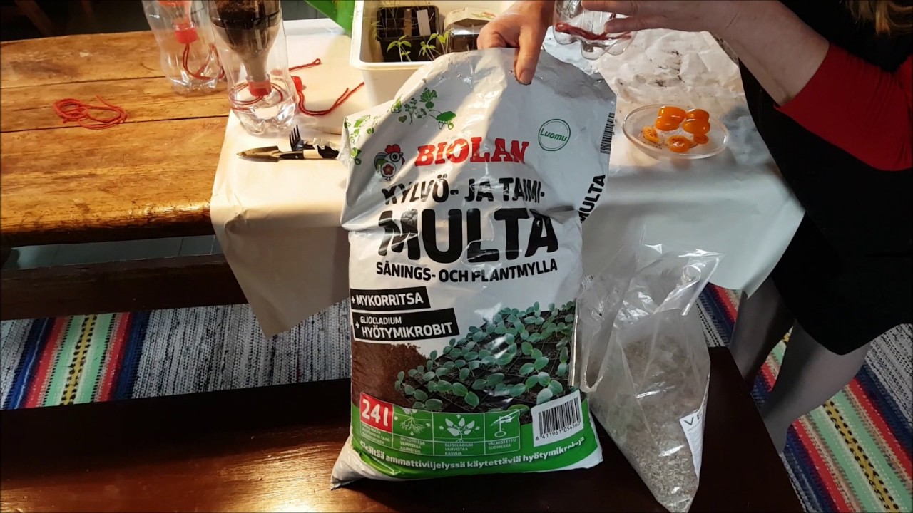 tomaattien kouliminen1