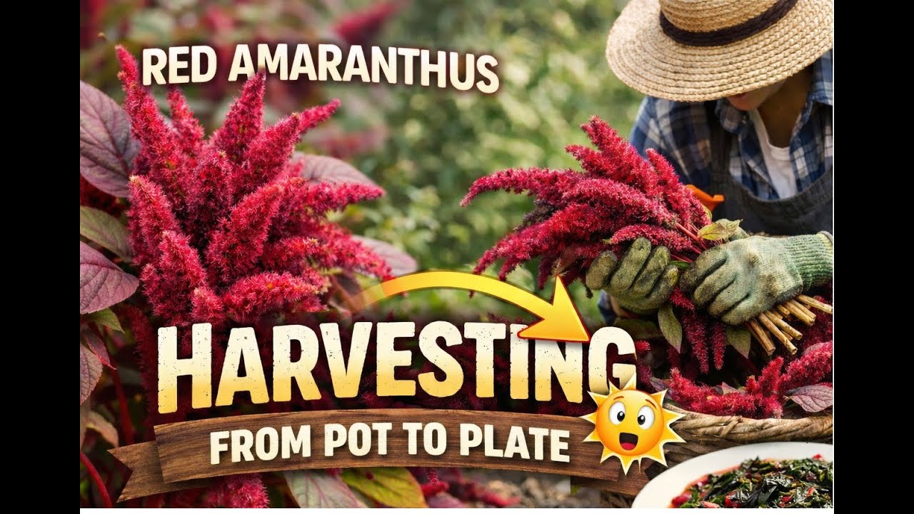 Red amaranthus harvest #viral #satifying #terracegardenindia #terracegarden #organicfarming #shorts 