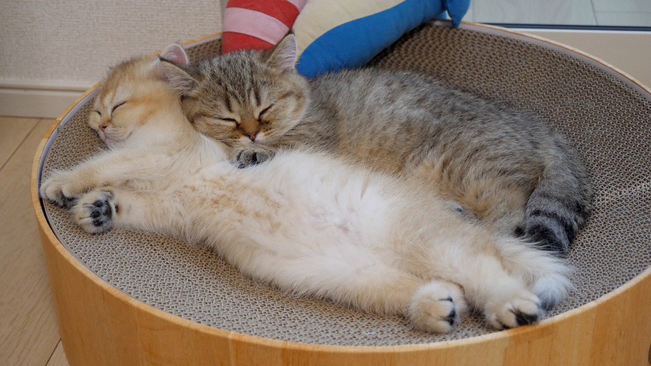 Both kittens Choco and Latte love their younger sister cat Pucca, and stick close to her!