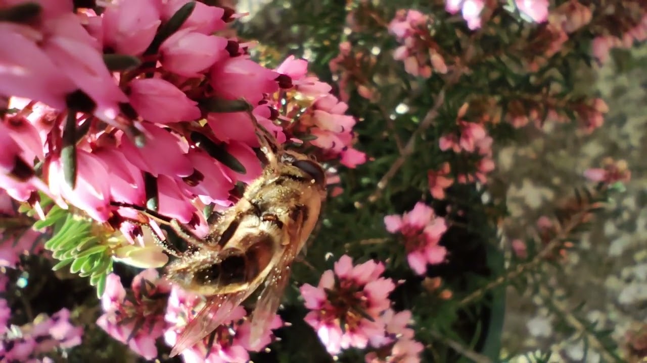 Hoverfly (Eristalis tenax) foraging on Winter Heather (Erica carnea) 03/03/2026 Northern Ireland